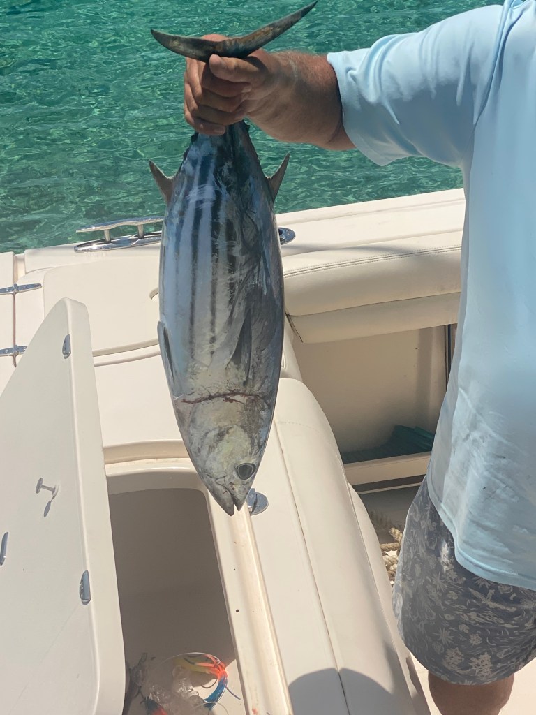 Fish caught on a deep sea fishing charter